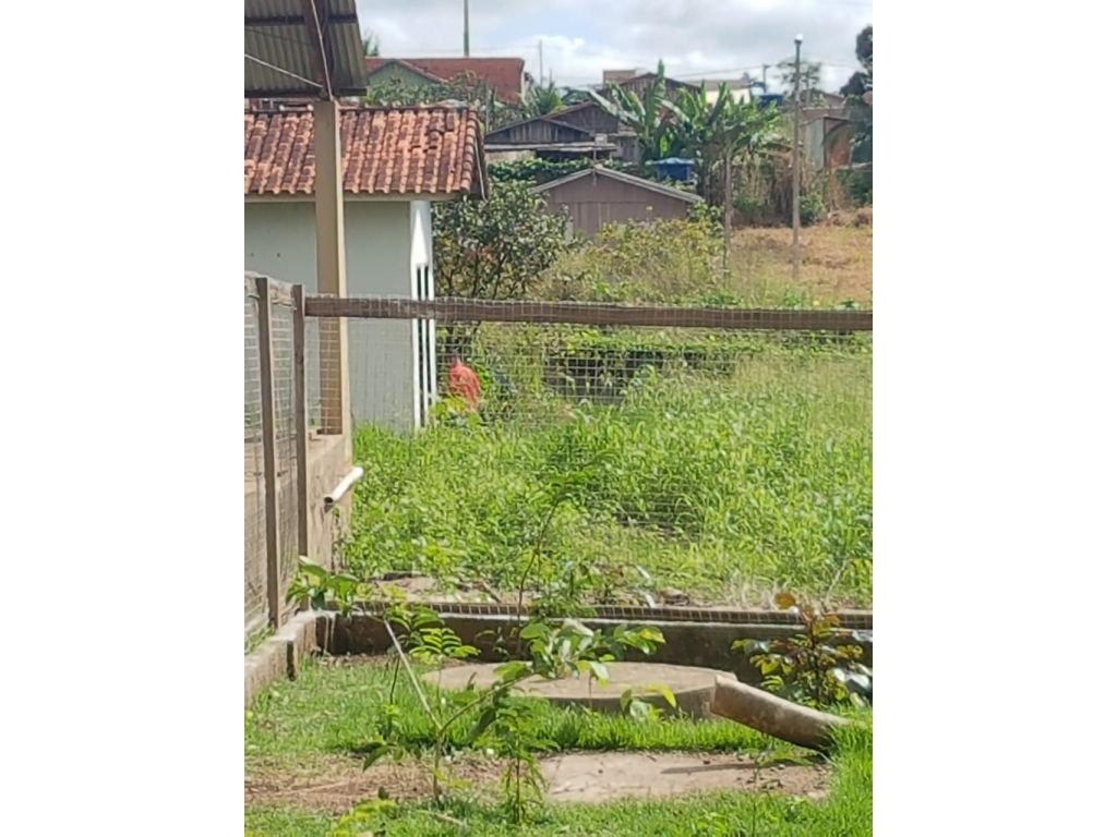 URGENTE: Rolim de Moura  mais um descaso e vergonhas no ( CCZ ) Centro de controle de zoonoses mal administrado por servidores municipais que ainda não sabe o que está fazendo ali 
